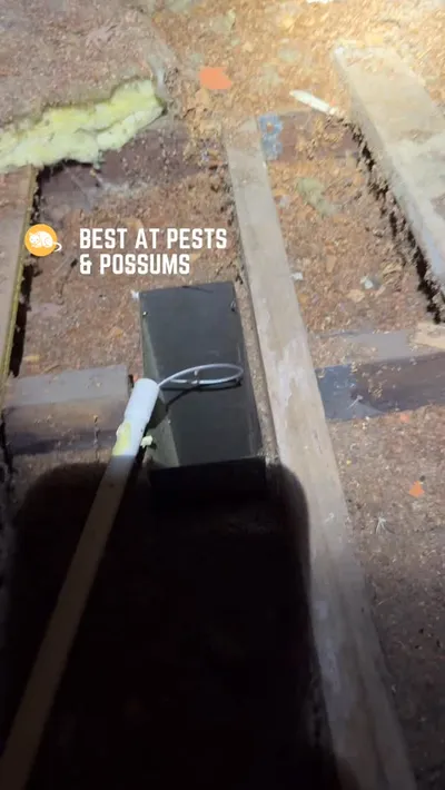 Best At Pests Instagram post 4