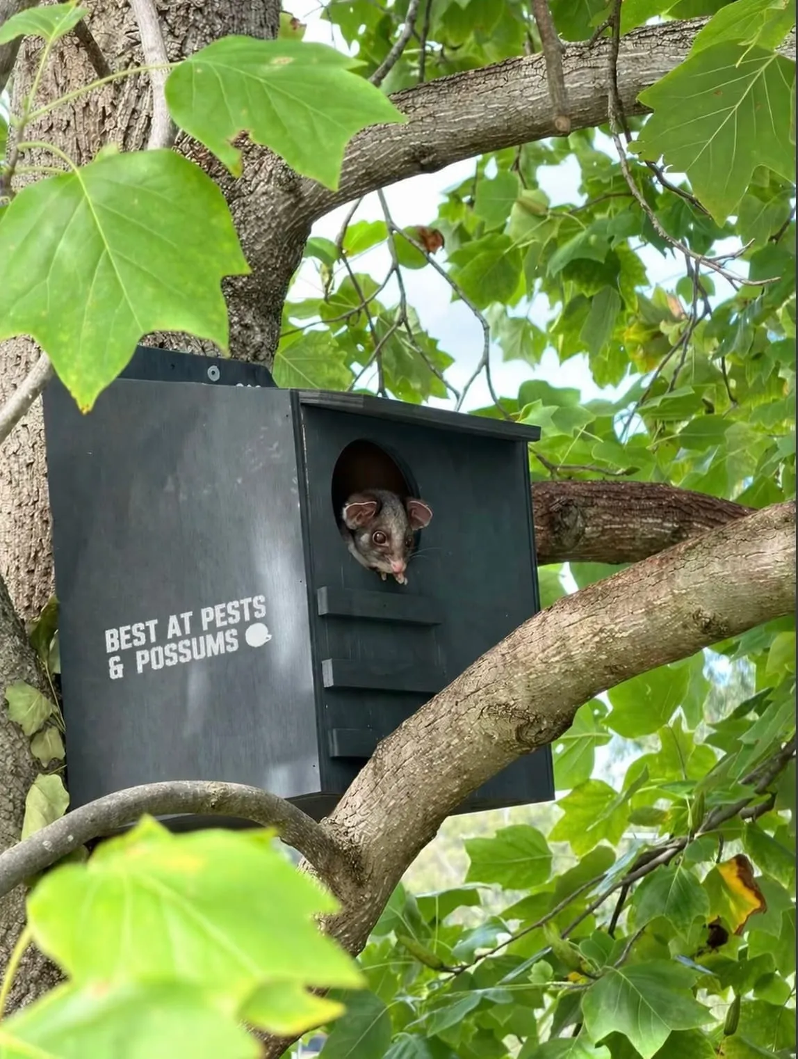 A possum box installed near a Rosanna property