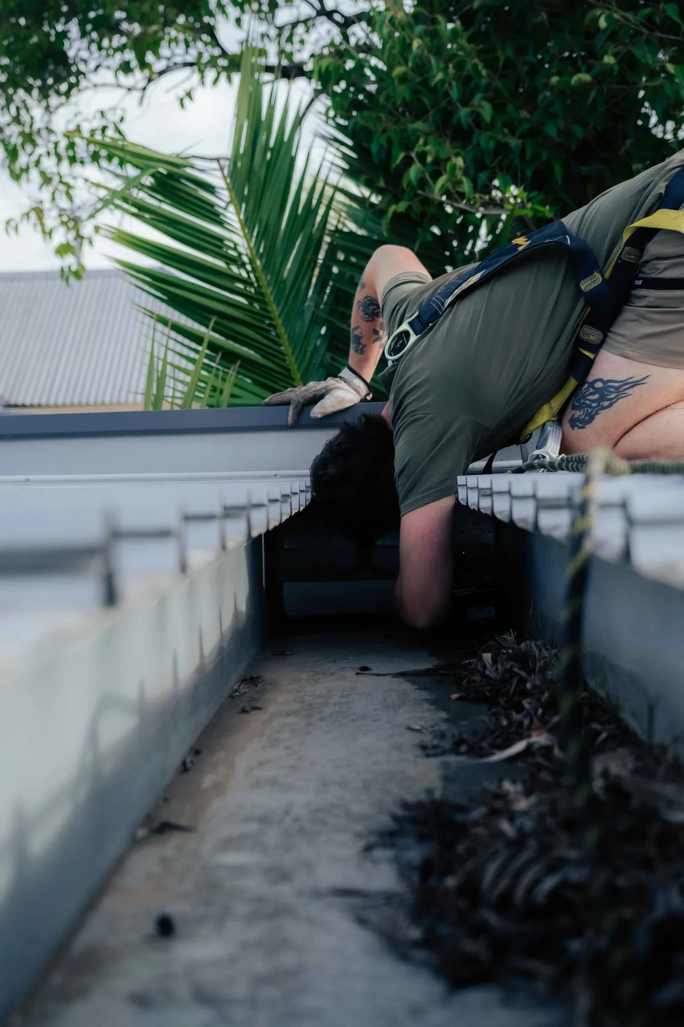 Checking a roof gutter for entry points in Rosanna